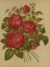 Auguste Rigotard rose photo