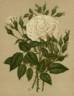 Mrs. Bosanquet rose photo