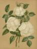 Niphetos rose photo