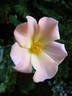 Sophisticate rose photo