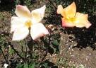 Irish Fireflame rose photo
