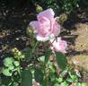 Adam Rackles rose photo