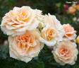 Dunn Deal rose photo