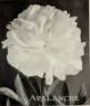Avalanche peony photo