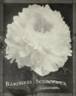 Baroness Schroeder peony photo