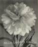 Mademoiselle Leonie Calot peony photo