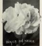 Boule de Neige peony photo