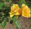 Golden Emblem, Cl. rose photo