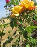 Golden Emblem, Cl. rose photo