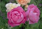 Corvedale rose photo