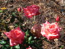 F-98-117 rose photo