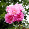 Poulsen's Pink rose photo