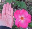Australian Sunrise rose photo