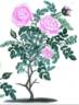 Double Rose Blush rose photo