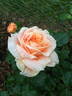 Prairie Sunrise rose photo