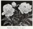 Duchesse d'Orleans peony photo