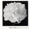 Eugene Verdier peony photo