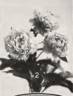 Albert Crousse peony photo