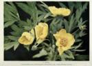 <i>P. lutea</i> Franch. synonym peony photo