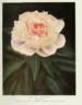 Alice de Julvécourt peony photo