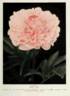 Asa Gray peony photo