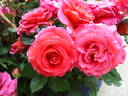 Emma Haftl rose photo