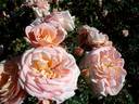 Kalmar rose photo
