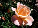 Kalmar rose photo