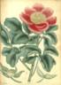<i>P. daurica</i> Andrews peony photo