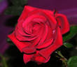 Ricky Hendrick rose photo