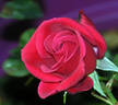 Ricky Hendrick rose photo