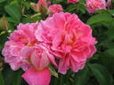 The Countryman rose photo
