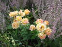 Rose des Cisterciens rose photo