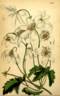 <i>C. indivisa</i> var. <i>lobata</i> Willd. synonym clematis photo