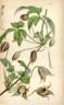 C. barbellata clematis photo