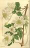 C. fargesii var. souliei clematis photo
