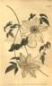 <i>C. florida</i> Thunb. clematis photo