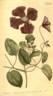 <i>C. viticella</i> L. clematis photo
