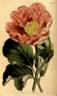 <i>P. daurica</i> Andrews peony photo