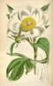 <i>P. emodi</i> Wall ex. Royle peony photo