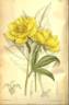<i>P. lutea</i> Franch. synonym peony photo