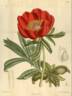 <i>P. peregrina</i> Miller peony photo