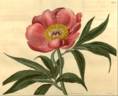 <i>P. pubens</i> Sims synonym peony photo