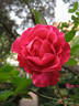 Prudence rose photo