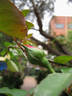 Prudence rose photo