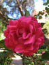 Prudence rose photo