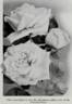 Keystone rose photo