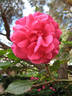 Prudence rose photo