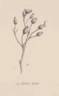 <i>Rosa alba</i> L. rose photo