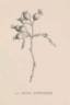 R. sherardii rose photo